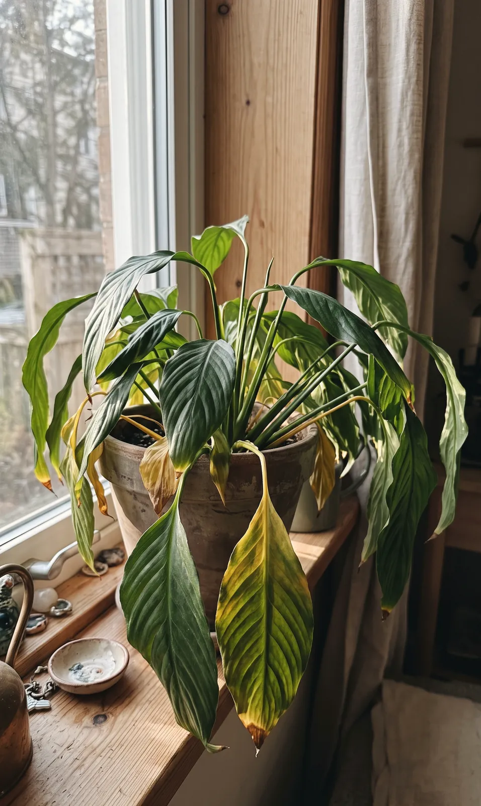 A drooping houseplant with yellowing leaves on a windowsill